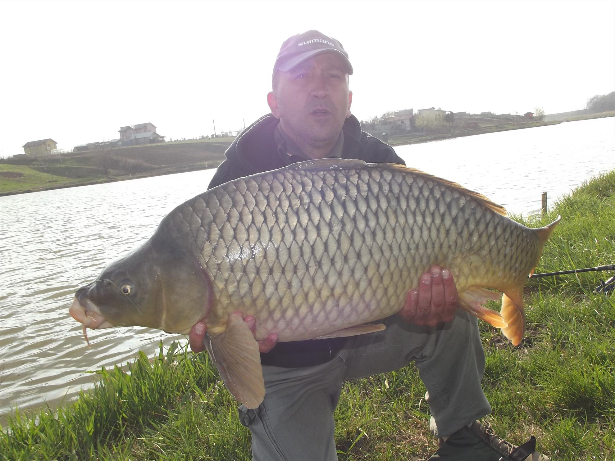 pescuit la crap  - montura snowman boilies + pop up Cenith Beker Fishing